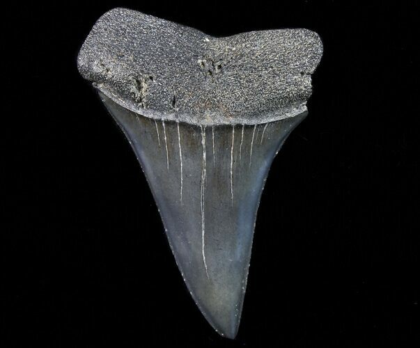 2.11" Fossil Mako Shark Tooth - Georgia For Sale (#75068) - FossilEra.com